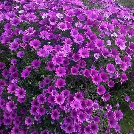 Vemi בית חווה