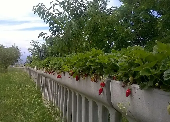 Vemi Santa Sofia d'Epiro